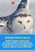 Bunyi Burung Hantu Waktu Malam Menurut Islam